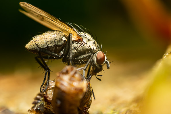 Flies and wasp on slug macro
